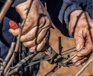 España está llena de vinos con apellido, con pedigrí y con mapa. Pero hay algunos, pocos y escogidos, que no necesitan apellido ni frontera. Son los Vinos de Pago Certificados, los que nacen, se elaboran y se embotellan en el mismo lugar, como si la tierra quisiera firmar su propio nombre en la etiqueta. Un Vino de Pago Certificado no se fabrica: se cumple. No se hace en una bodega cualquiera, sino en su propio territorio, con uvas que nunca han conocido otro horizonte. Todo ocurre allí, desde la raíz hasta el corcho, como si el vino se negara a salir de casa antes de tiempo. Por eso, cuando uno lo bebe, no viaja: vuelve. El origen de lo irrepetible La historia comenzó en Castilla-La Mancha, allá por el año 2000, con el Decreto 127/2000, cuando unos viticultores lúcidos y valientes pidieron algo que parecía imposible: que se reconociera oficialmente la singularidad de una finca concreta. Querían que el vino pudiera ser una denominación en sí mismo. Así nacieron los primeros pagos reconocidos, Finca Élez (en El Bonillo, Albacete) y Dominio de Valdepusa (en Malpica de Tajo, Toledo), pioneros de una figura que más tarde recibiría la bendición de Bruselas: el reconocimiento comunitario de que un solo paraje, con su propio suelo y clima, podía alcanzar rango de Denominación de Origen Protegida (DOP). Era el sueño de convertir una parcela en patria. Una geografía en forma de vino Si hubiera que nombrarlos, sería como leer un mapa poético de España. >Veintisiete pagos certificados, reconocidos por el Ministerio de Agricultura y por Bruselas como Denominaciones de Origen Protegidas (Vino de Pago), dibujan la constelación más singular del vino español. De entre ellos, catorce bodegas han decidido unir su voz en la Unión de Vinos de Pago Certificados (UVPC), convencidas de que la unión hace la fuerza: Pago Guijoso, Aylés, Bolandín (Pago de Cirsus), Campo de la Guardia, Casa del Blanco, Chozas Carrascal, Dehesa Peñalba (Vizar), El Vicario, La Jaraba, Los Balagueses (Vegalfaro), Arínzano, Otazu, Prado de Irache y Vera de Estenas. Un grupo diverso, pero unido por la misma convicción: que la excelencia necesita voz colectiva. La unión hace la fuerza, y estos catorce lo están demostrando con hechos, presencia y propósito. Los otros pagos, los que todavía no se han sumado, siguen su camino con la misma pasión y el mismo reconocimiento oficial. Seguro que el tiempo, y el vino, acabarán juntándose, porque no hay frontera más débil que la que separa a quienes hablan el mismo idioma del suelo. El salón donde la tierra habló El 6 de octubre de 2025, en Covarrubias The One (Madrid), la UVPC celebró su primer Salón de Vinos de Pago Certificados, un encuentro profesional que reunió a las bodegas miembro en un ambiente sereno y de respeto. No fue un escaparate, sino una conversación entre tierras. La jornada incluyó una cata magistral, dirigida por Pedro Ballesteros MW y Juan Manuel Bellver, con vinos de más de 15 años, proyectos de I+D y variedades poco comunes. Un espectáculo para los sentidos. La mesa redonda estuvo compuesta por Pedro Ballesteros MW, Cristina Tierno, Juan Manuel Bellver y Francisco Fernández, presidente de la UVPC. Se habló de trazabilidad, autenticidad y de cómo comunicar mejor el valor de una categoría que une la precisión de la viticultura con el reconocimiento de Bruselas. Qué los hace distintos Un Vino de Pago Certificado no presume: demuestra. Su uva nace en la finca, se vinifica en la finca y se embotella en la finca. Tiene su propio reglamento, su trazabilidad y un sistema de control avalado por las autoridades nacionales y europeas. Cada botella es, literalmente, un documento de identidad geográfico. No hay dos iguales, porque no hay dos suelos que respiren del mismo modo. Algunos viven del sol seco, otros de la brisa atlántica, pero todos comparten una fidelidad absoluta al lugar. Entre nombres y convicciones En el vino español hay palabras que suenan parecidas, pero no dicen lo mismo. “Pago” es una de ellas. Puede ser una finca, una marca, una filosofía o una categoría. Y ahí empieza la confusión. Un Vino de Pago Certificado. Es una Denominación de Origen Protegida reconocida por Bruselas, con reglamento y controles oficiales. Un Gran Pago de España. Es una asociación privada de bodegas que defienden la filosofía del viñedo singular, admirable y necesaria, pero sin rango legal europeo. Y las bodegas que llevan “Pago” en el nombre. Registradas antes de la legislación de 2003, forman parte de la historia del vino español, aunque no todas pertenezcan a la categoría oficial. No hay conflicto, sólo homónimas que se cruzan como viñas en pendiente. Y sin embargo, la claridad importa. Cuando alguien pide un Vino de Pago Certificado, está pidiendo un vino con denominación propia, con papeles en Bruselas y raíces en casa. Conviene decirlo con elegancia. No hay nada en contra de los Grandes Pagos de España, que reúnen proyectos brillantes y bodegas admirables. De hecho, algunas de ellas tienen doble mérito, porque además de formar parte de esa asociación, son también Vinos de Pago Certificados. Tampoco de aquellas casas que lucen “Pago” en su nombre, muchas de ellas pioneras y visionarias. Ya defendían la identidad de su finca mucho antes de que existiera la ley. Todos han contribuido a dignificar el vino español y a ensanchar su mapa de autenticidad. Pero hoy, el relato pertenece a los Vinos de Pago Certificados, la única categoría reconocida por Bruselas que convierte una finca concreta en Denominación de Origen Protegida. Son el punto exacto donde la viticultura artesanal se encuentra con la legitimidad institucional. Vinos para todos los caminos No hace falta una fortuna para entenderlos. Hay vinos de pago cercanos, tan bien hechos que caben en la copa de cada día. Otros, complejos y de guarda larga, exigen silencio, tiempo y una tarjeta con aplomo. Porque un vino de pago no se mide por su precio, sino por su verdad. Muchos de ellos exportan más de lo que venden en casa, como los artistas que primero triunfan fuera y luego regresan con aplausos traducidos. Pero el objetivo no es marcharse. Es que España los reconozca también como suyos, que cuando alguien diga “Vino de Pago” piense en el vino que respira el mismo aire que la cepa. Vinos con memoria y raíz En un mundo lleno de etiquetas sin historia, los Vinos de Pago Certificados son una excepción luminosa. No siguen tendencias, las resisten. No buscan volumen, buscan sentido. Son vinos que saben quiénes son, y eso, en tiempos de modas pasajeras, los convierte en un acto de coherencia. Porque cuando uno bebe un Vino de Pago Certificado, no está catando una añada ni una marca. Está bebiendo una finca con pasaporte europeo, un paisaje embotellado, una identidad que se defiende con papeles y con orgullo. Los Vinos de Pago Certificados son el vértice del vino español. Fincas únicas reconocidas por Bruselas, donde la tierra se convierte en denominación y el origen en verdad.
